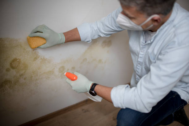 Office Mold Removal Services in Gibsonia, PA