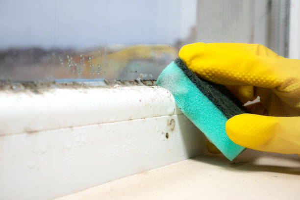 Best Fast Mold Removal  in Gibsonia, PA
