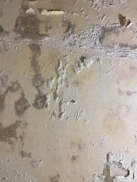 Best Same-Day Mold Removal  in Gibsonia, PA